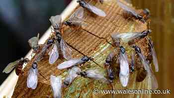 'Early and intense' Flying Ant Day is almost here