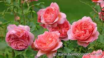 Keep roses free of black spots and healthy all summer with 1 kitchen staple