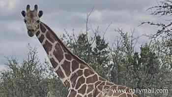 Farcical twist in hunt for 10ft runaway giraffe missing for TWO WEEKS in Texas