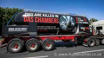 Protesters bring mobile gas chamber truck to pork giant's Hessle HQ