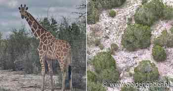 Ontsnapte giraffe Gracie (3) na 2 weken zoeken gelokaliseerd in Texas, eigenaar zette zelfs helikopters in