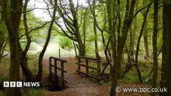 Survey finds 'significantly more' ancient woodland