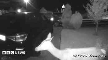 'I've written off two cars': The Highland village overrun with marauding deer