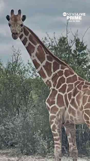 Gracie the Giraffe, who went missing for about two weeks in Texas was finally found Friday