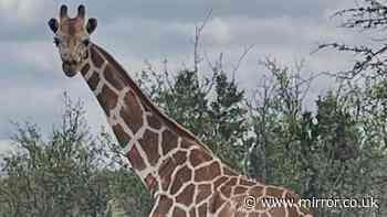 Major update in search for runaway giraffe in Texas after helicopters scrambled
