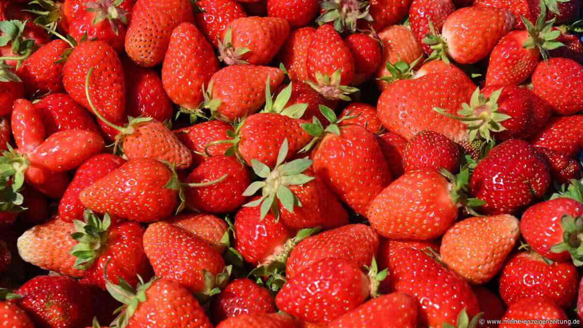 Alleskönner Erdbeere: 18 Rezepte, welche die ganze Saison auf den Teller bringen