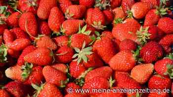 Alleskönner Erdbeere: 18 Rezepte, welche die ganze Saison auf den Teller bringen