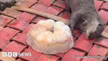 Tilly the Otter gets frozen birthday cake at WWT Slimbridge