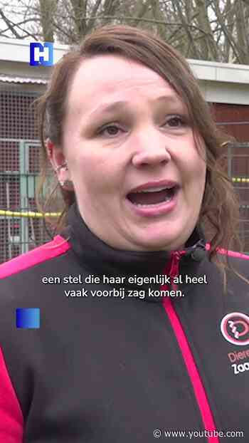 Asielhond Mieske vetrekt eindelijk naar Zweden met haar nieuwe baasjes