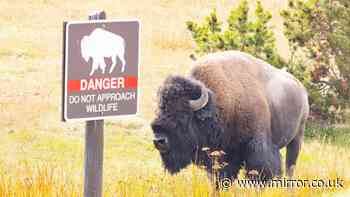 Child, 12, injured by bison at Yellowstone National Park and rushed to hospital