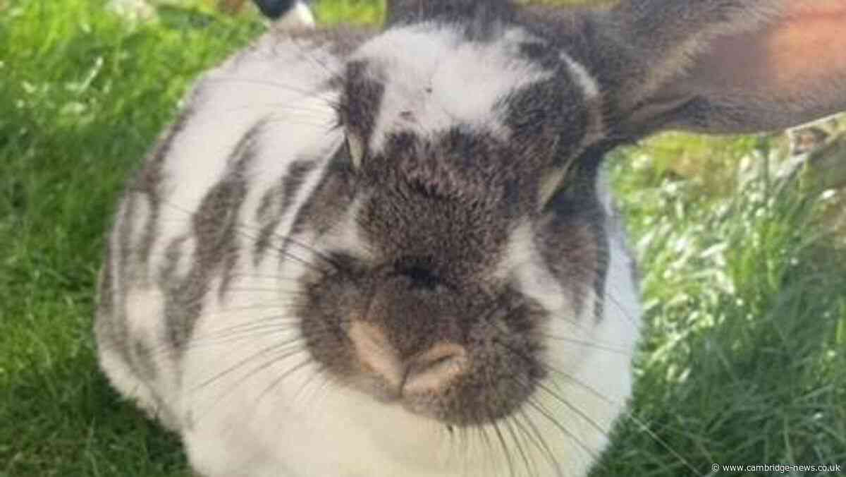 Cambridgeshire rabbit celebrates 15th birthday as one of world’s oldest