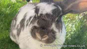Cambridgeshire rabbit celebrates 15th birthday as one of world’s oldest
