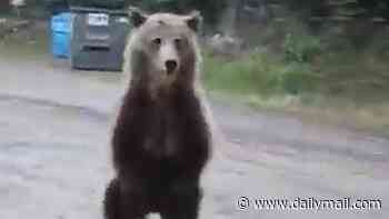 Terrifying moment brave woman hiker comes face-to-face with ferocious 700lb grizzly bear - would YOU know what to do?