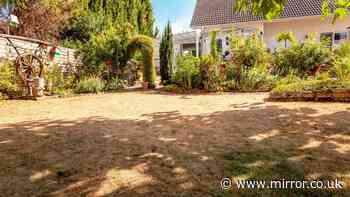 Anyone with a lawn urged to do 5-minute task to fix brown spots after heatwave