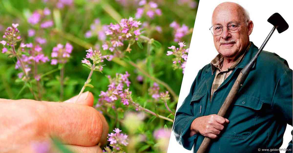 Een tuin is als een huwelijk: hoe meer u erin stopt, hoe leuker het wordt (maar een op de drie loopt stuk)