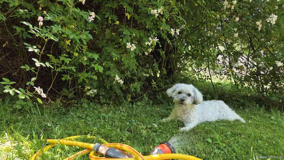 Hunde ab 28 Grad in Lebensgefahr: Tierärztin warnt vor Überhitzung