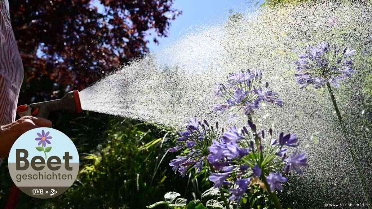 Extrem-Hitze und kein Regen: Verkümmern die Gärten in der Region? Experten wissen Rat