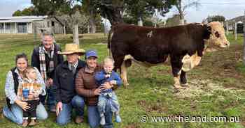 Hillview Hereford and Tyler Angus add value to repeat stud and commercial clients