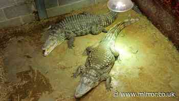 Zoo where boy, 3, was 'thrown into crocodile enclosure' reopens after nine days