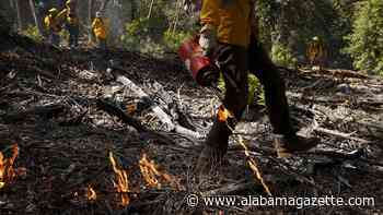 How controlled burns can help save taxpayers billions