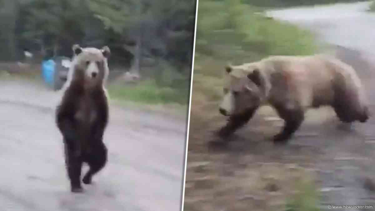 Wandeling neemt absurde wending: vrouw oog-in-oog met grizzlybeer
