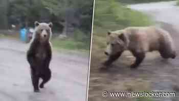 Wandeling neemt absurde wending: vrouw oog-in-oog met grizzlybeer