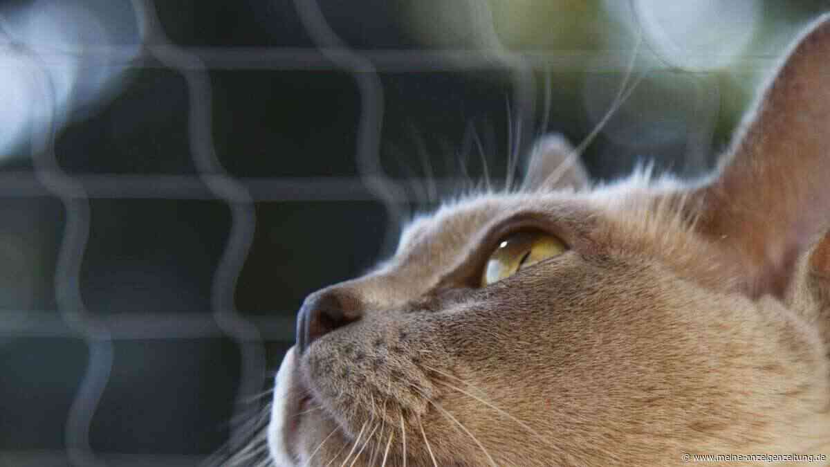 Das Katzennetz – ein oft unterschätztes Sicherheitstool