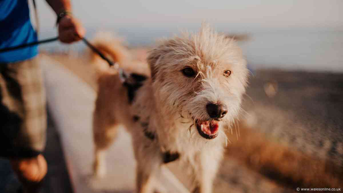The exact temperature you should stop walking dogs during 38C heatwave