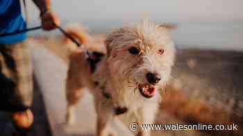 The exact temperature you should stop walking dogs during 38C heatwave