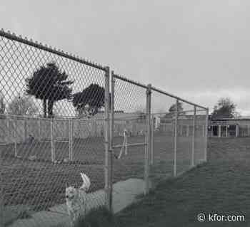 100+ dead dogs found at California rescue amid animal cruelty investigation