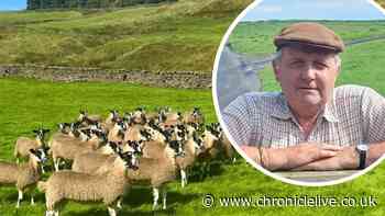 Sheep association warn of 'nightmare' after North East mayoral authority rebrand