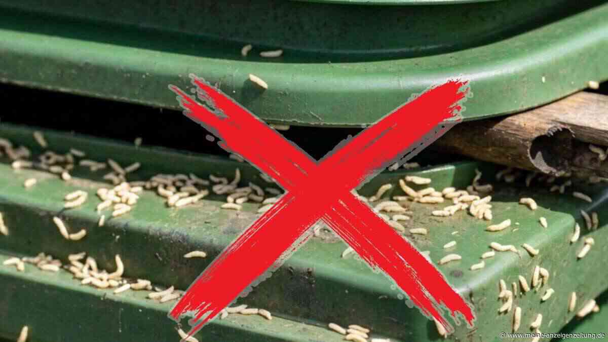 Maden-Alarm im Sommer: So stoppen Sie die Plage schnell