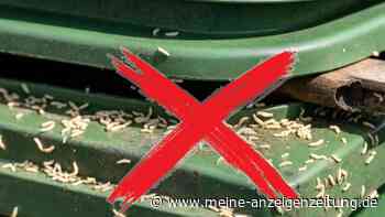 Maden-Alarm im Sommer: So stoppen Sie die Plage schnell