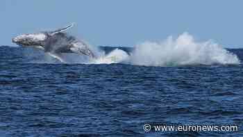 First whales killed as Iceland restarts commercial hunt