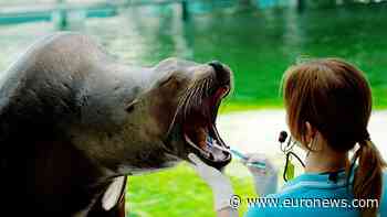Seal at Hungarian zoo brushes teeth