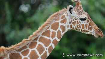New giraffe born in Denmark zoo