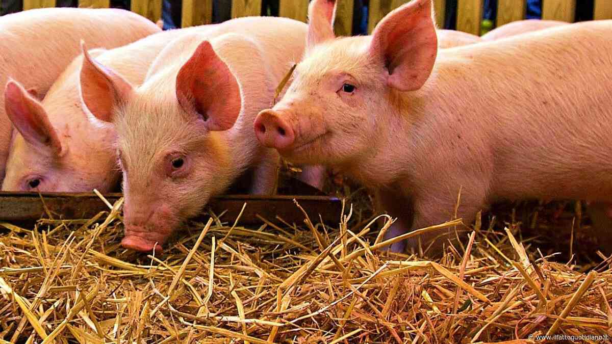 Peste suina africana, primo caso in un allevamento in Toscana: scatta l’allarme a Comano