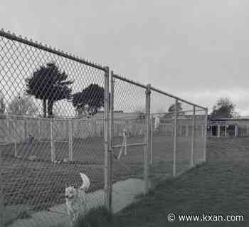 100+ dead dogs found at California rescue amid animal cruelty investigation