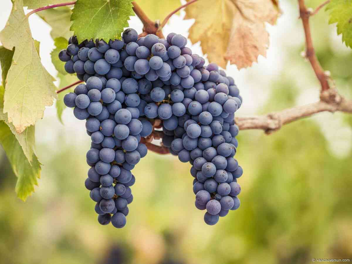 Anthony Gismondi: This is now the most-planted grape in B.C.'s wine country