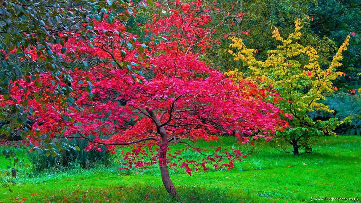 Japanese maples will stay healthy in the summer heat if one natural item is poured onto the soil