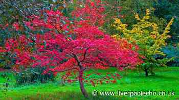Japanese maples will stay healthy in the summer heat if one natural item is poured onto the soil