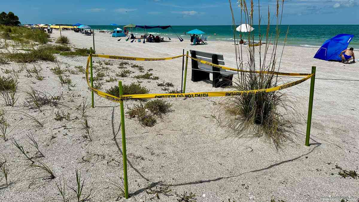 St. Pete Beach considers new rules to protect sea turtle nests