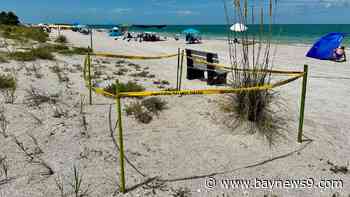 St. Pete Beach considers new rules to protect sea turtle nests