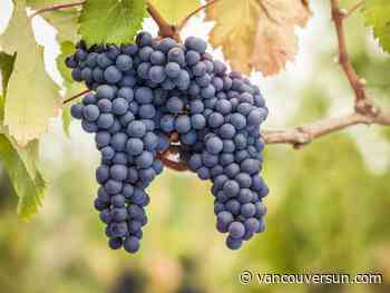 Anthony Gismondi: This is now the most-planted grape in B.C.'s wine country