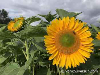 Brian Minter: Now is the perfect time to plant for late summer colour and harvests