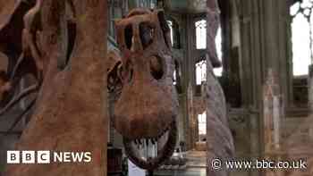 Fossil identified as first dinosaur ever found in Antarctica
