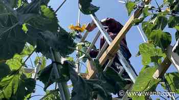 World's tallest sunflower documentary to premiere at Indy Shorts film festival