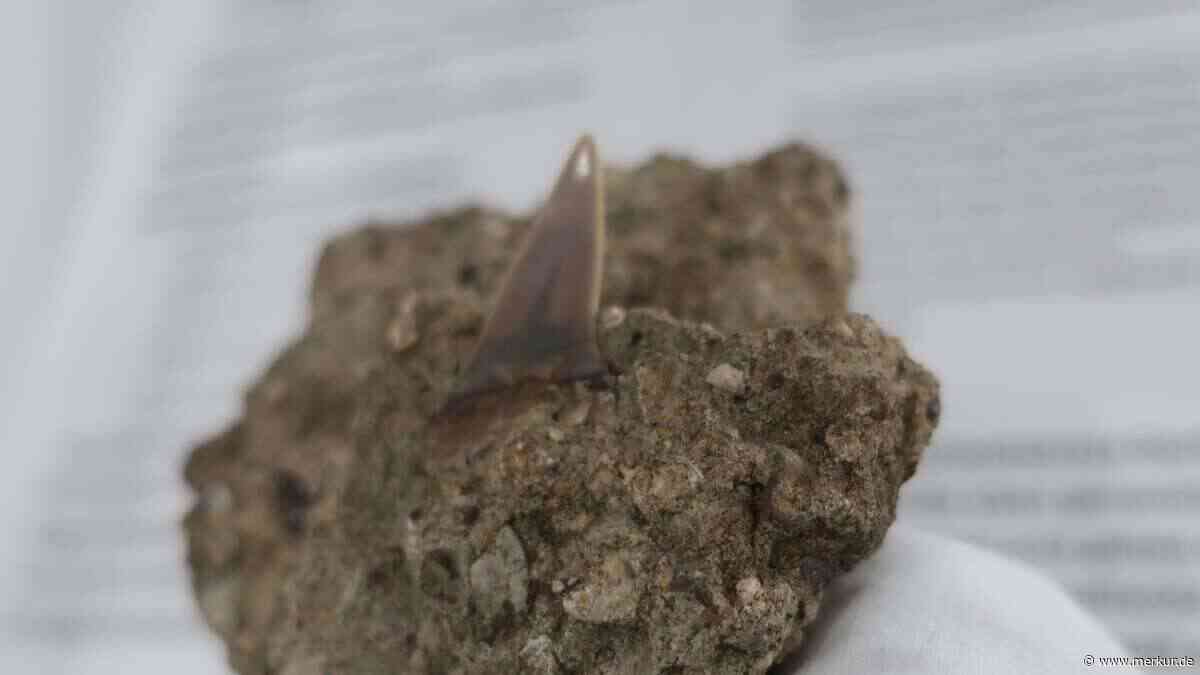 Besonderes Fossil nach jahrzehntelanger Odyssee wieder aufgetaucht
