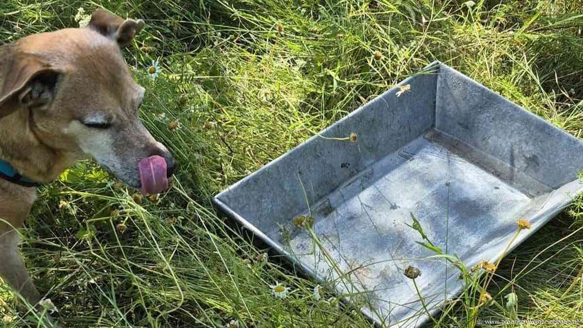 Hitziger Samstag auch für die Helmstedter Feuerwehr: drei Einsätze in einer Stunde