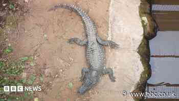 Child attack crocodile enclosure reopens to public